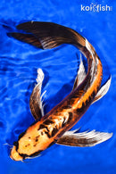 13" BENI KIKOKURYU BUTTERFLY