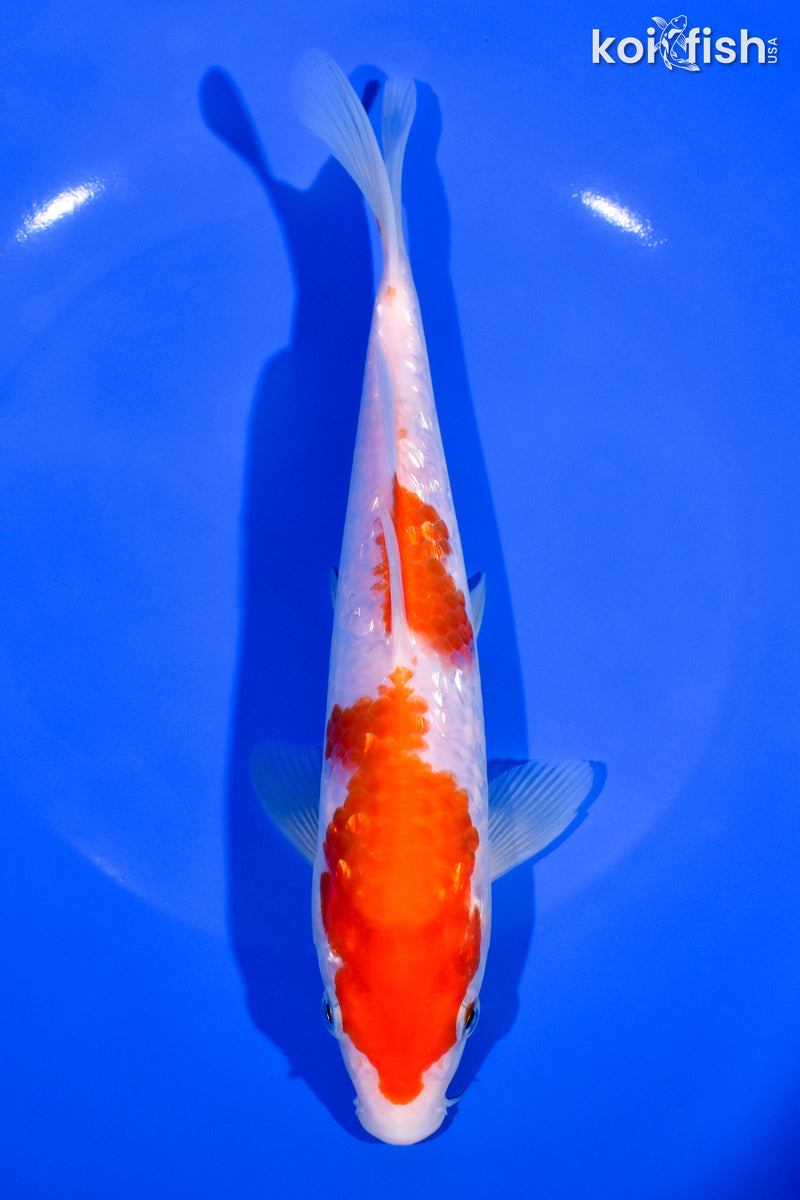 8" GINRIN KOHAKU