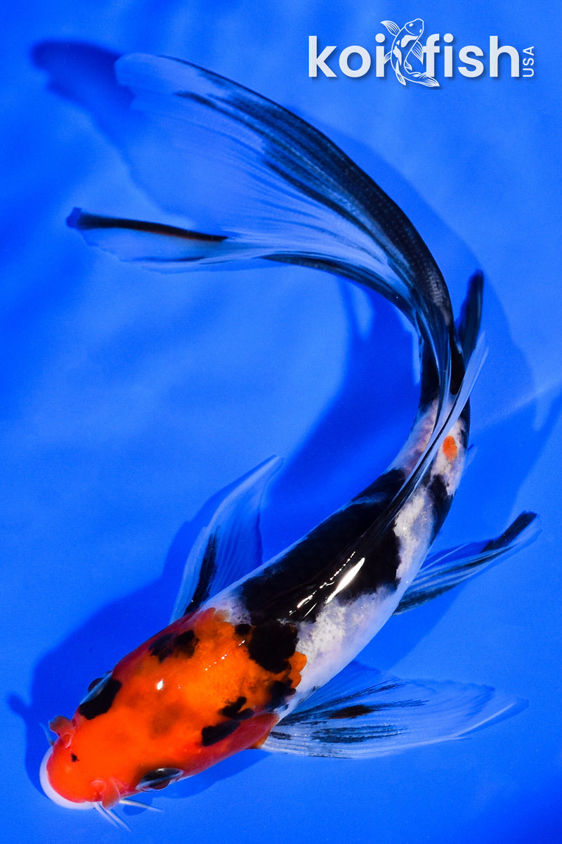 5.75" SANKE BUTTERFLY