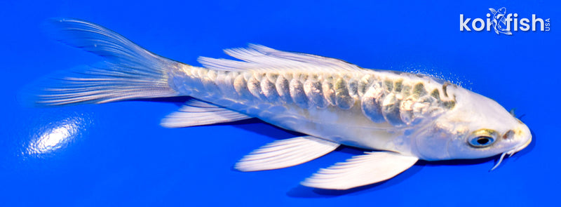 5.5" GINRIN ARAGOKE KUJAKU BUTTERFLY