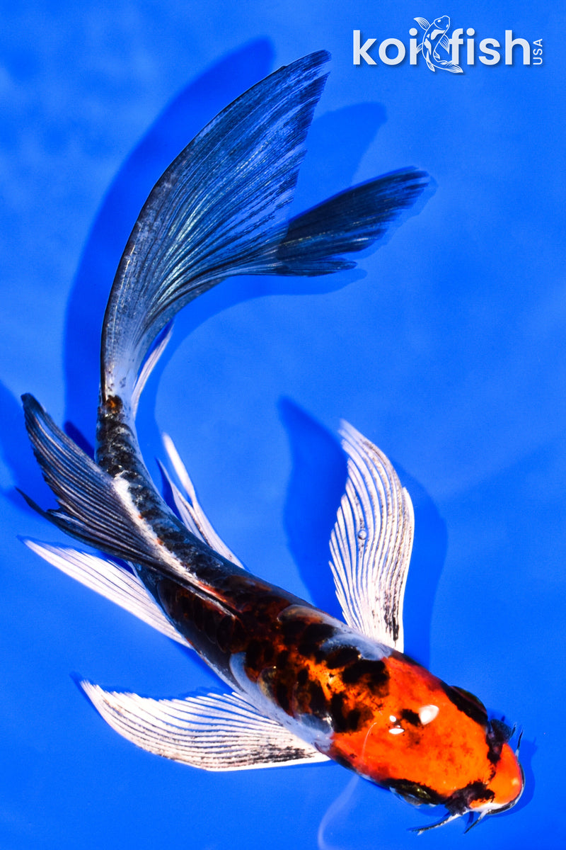 6" BENI KIKOKURYU BUTTERFLY