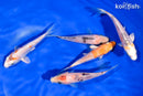 PACK OF (5) 4-4.5" STANDARD KOI