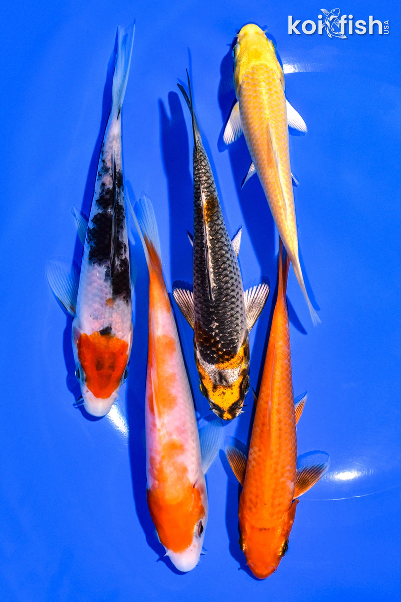 PACK OF (5) 4-5" STANDARD KOI