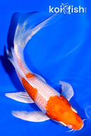 5.25" HARIWAKE BUTTERFLY