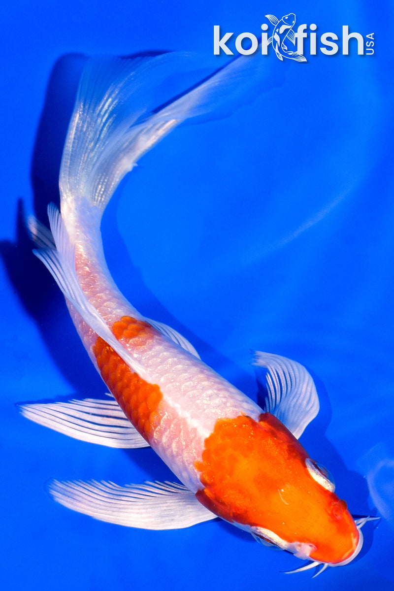 5.25" HARIWAKE BUTTERFLY