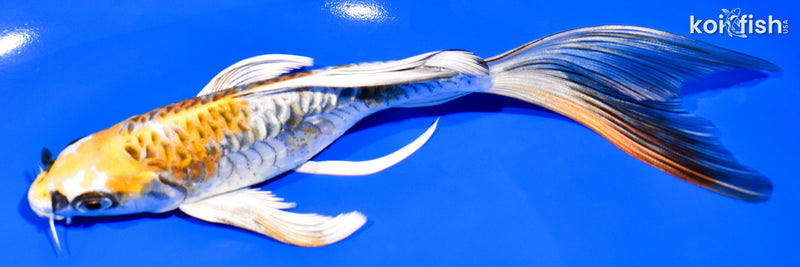 7.5" KIN KIKOKURYU BUTTERFLY