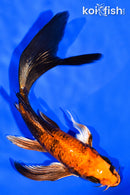 5.5" HI UTSURI BUTTERFLY