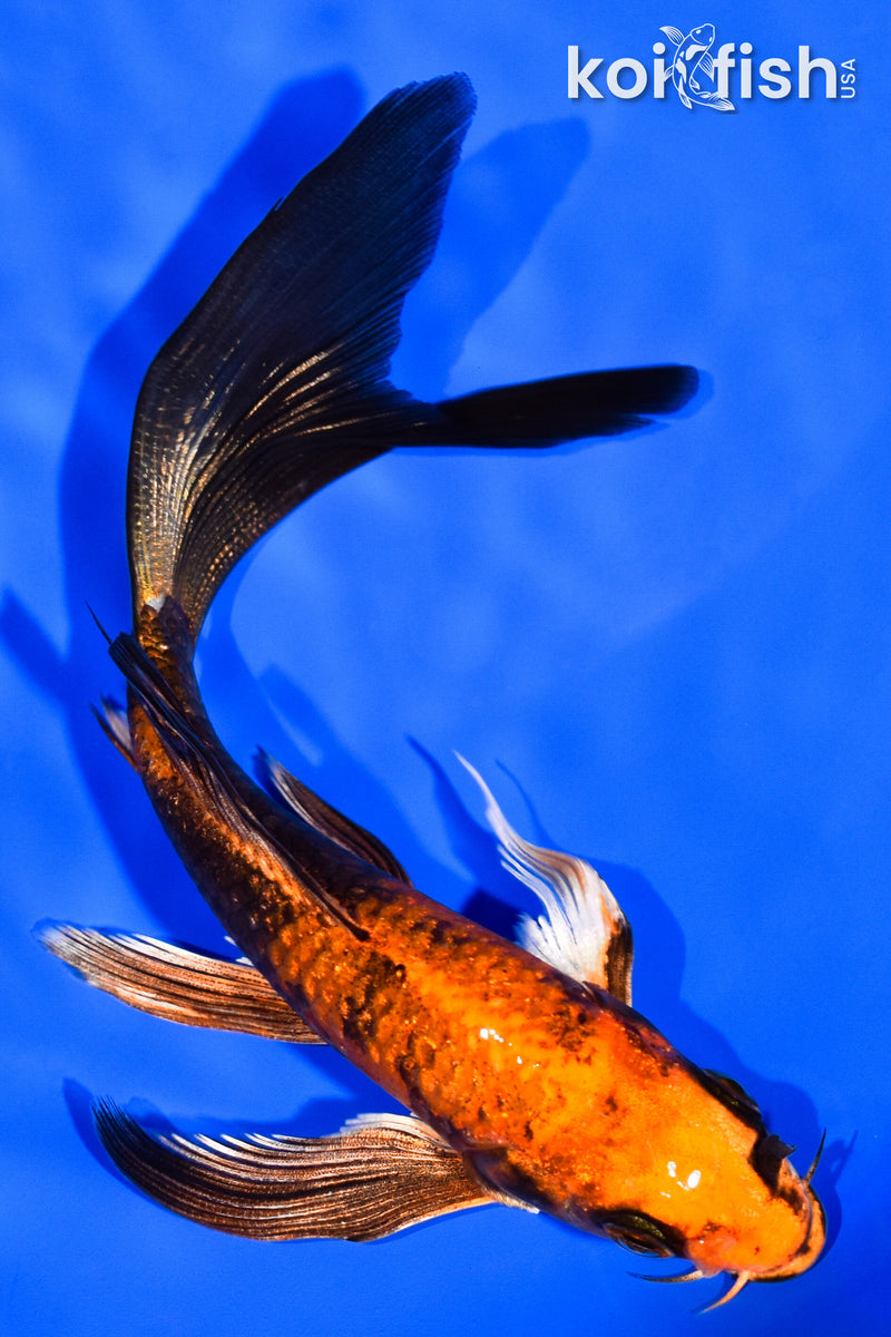 5.5" HI UTSURI BUTTERFLY