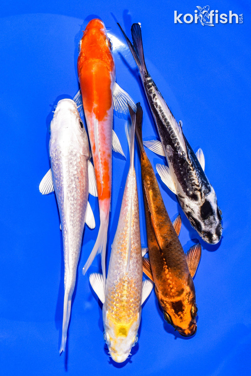 PACK OF (5) 4-5" STANDARD KOI