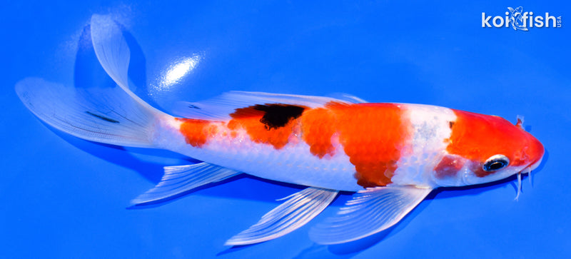 7.25" YAMATO NISHIKI BUTTERFLY