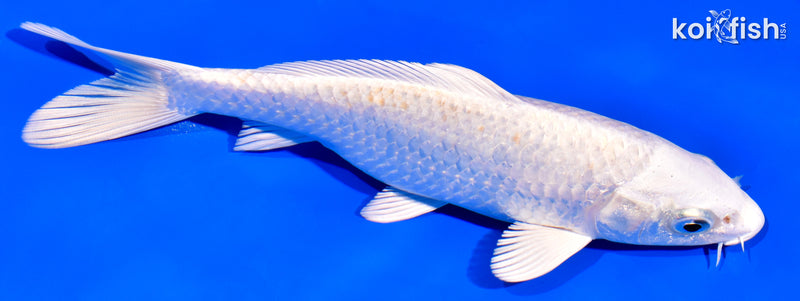 6.75" PLATINUM OGON