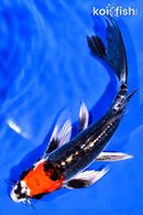 6.75" BENI KIKOKURYU BUTTERFLY