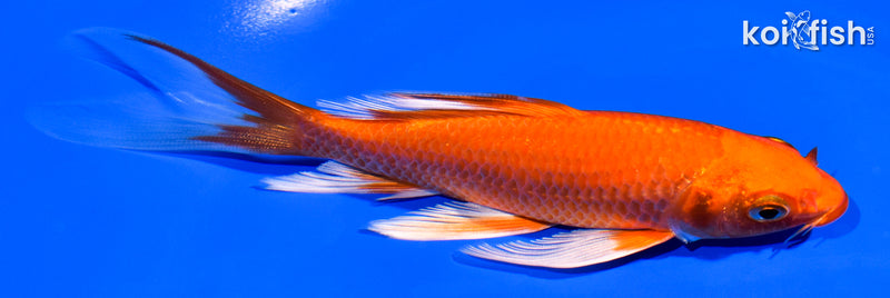 5.5" ORENJI OGON BUTTERFLY