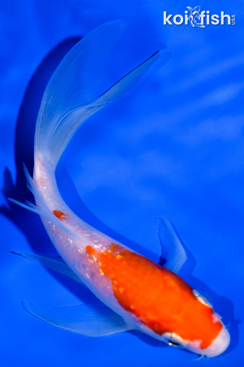 5.25" GINRIN KOHAKU BUTTERFLY