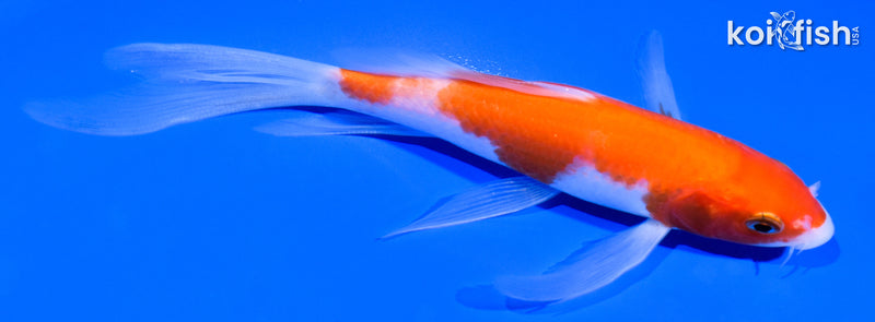 5.5" KOHAKU BUTTERFLY