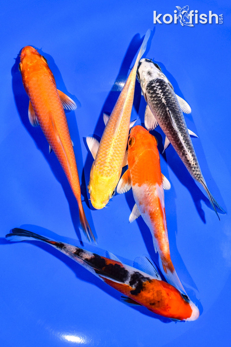 PACK OF (5) 4-5" STANDARD KOI