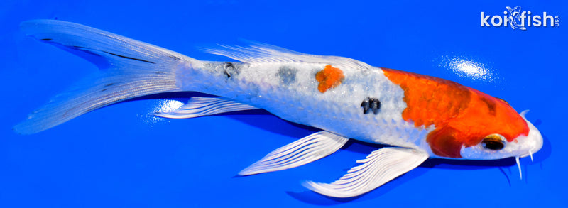 7.25" YAMATO NISHIKI BUTTERFLY