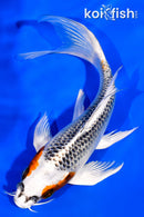 6.25" KUJAKU BUTTERFLY