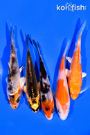 PACK OF (5) 3-4" MIXED STANDARD KOI