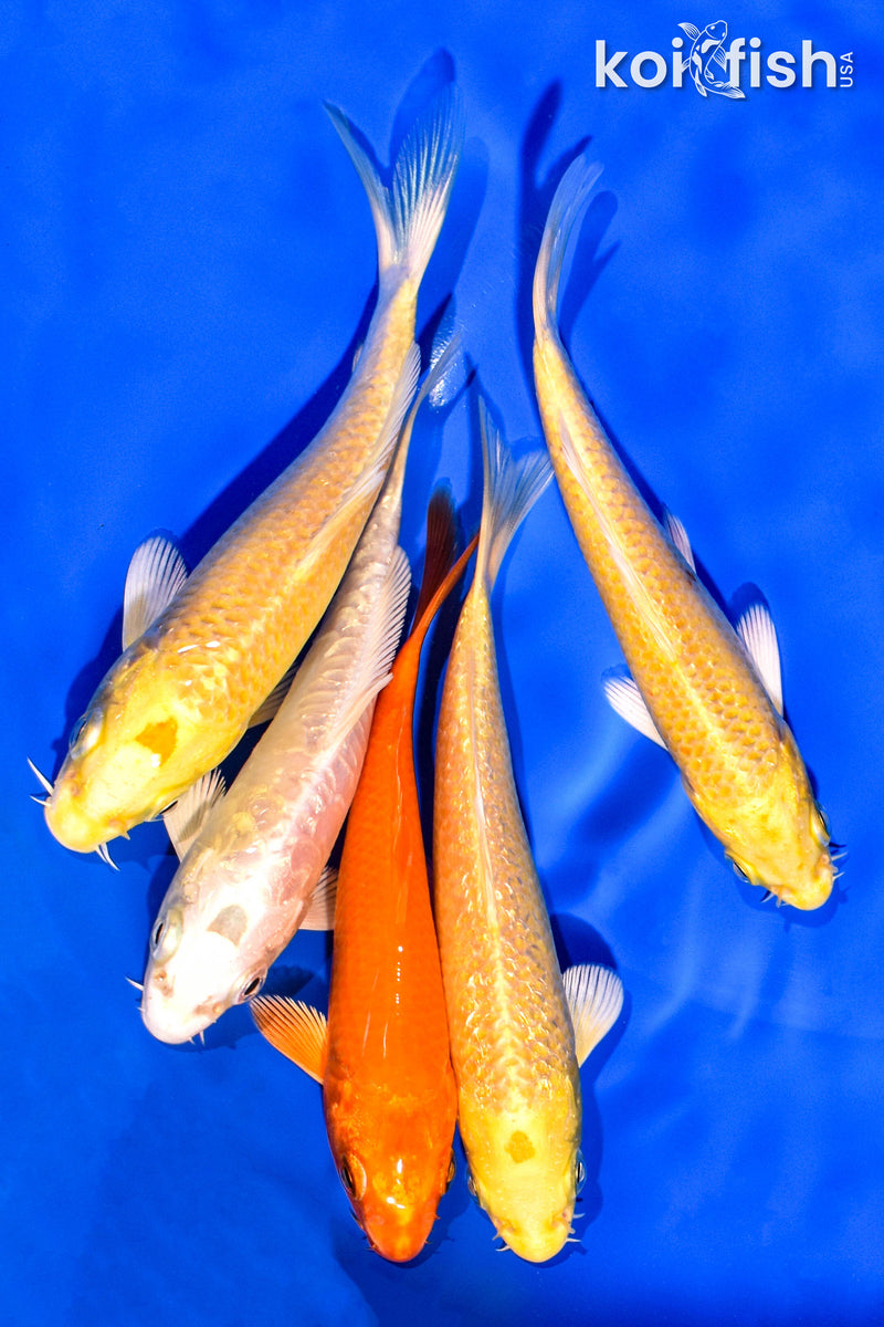 PACK OF (5) 4-5" STANDARD KOI