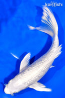 7.5" GINRIN PLATINUM OGON BUTTERFLY