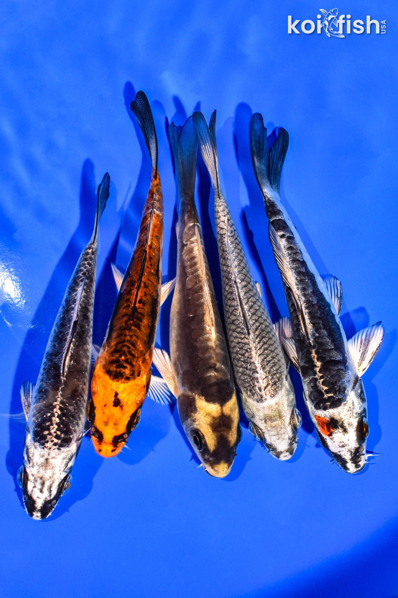 PACK OF (5) 4-5" STANDARD KOI