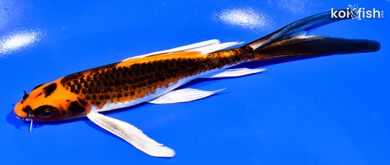 6" ORENJI MATSUBA BUTTERFLY