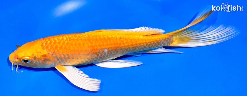 8" ORENJI OGON BUTTERFLY