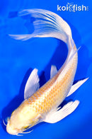 6.75" HARIWAKE BUTTERFLY