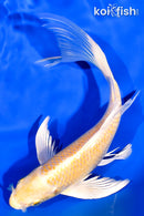 7.5" HARIWAKE BUTTERFLY