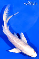 6" PLATINUM OGON BUTTERFLY