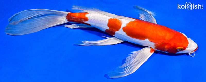12" KUCHIBENI KIKUSUI BUTTERFLY