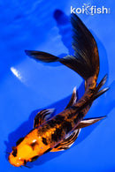 5.75" KIN ORENJI BEKKO BUTTERFLY