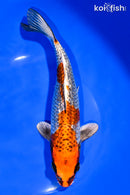 8.25" GINRIN BENI GINGA