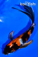 5.25" KIN SHOWA BUTTERFLY