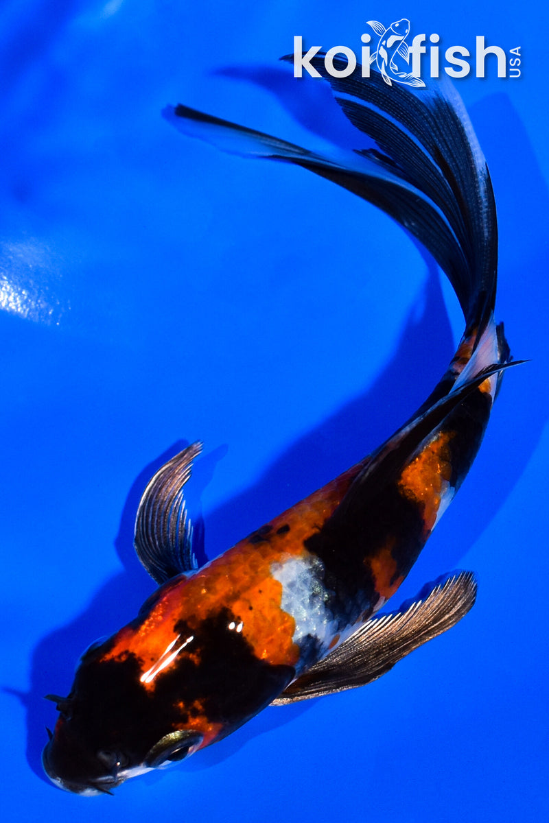 5.25" KIN SHOWA BUTTERFLY