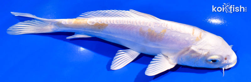 7.25" DOITSU LEMON HARIWAKE