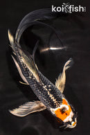 6" GINRIN BENI GINGA BUTTERFLY