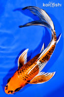 7.5" KUJAKU BUTTERFLY