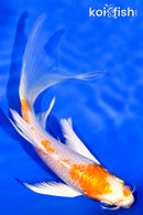 6.25" HARIWAKE BUTTERFLY