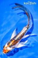 5.5" BENI KIKOKURYU BUTTERFLY