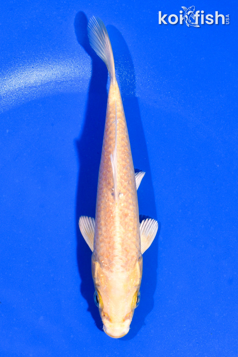 5.5" YAMABUKI OGON