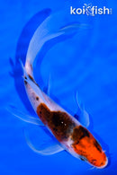 5.75" GOROMO BUTTERFLY