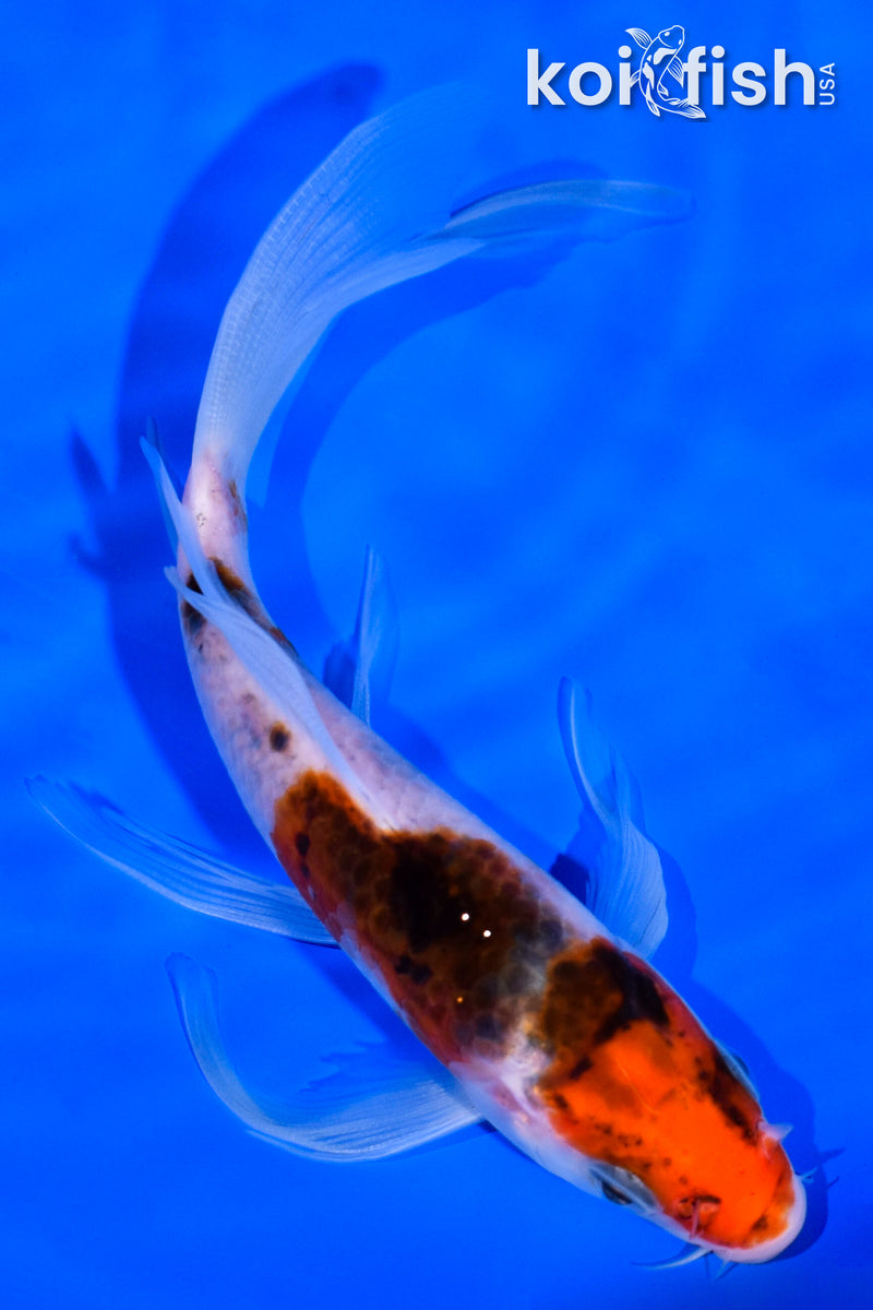 5.75" GOROMO BUTTERFLY