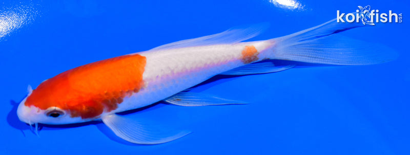 5.5" KOHAKU BUTTERFLY