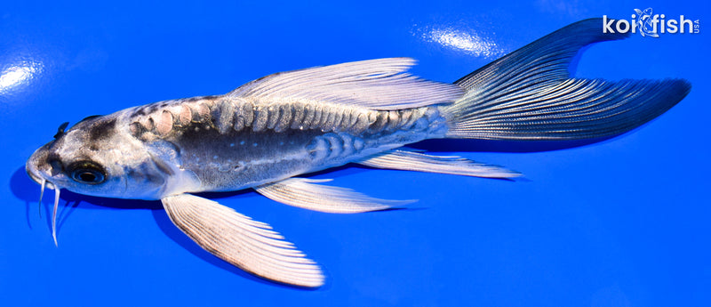 6" ARAGOKE KIKOKURYU BUTTERFLY