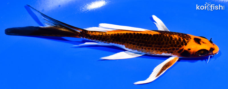 6" ORENJI MATSUBA BUTTERFLY