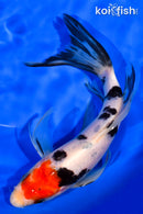 7.5" TANCHO SANKE BUTTERFLY