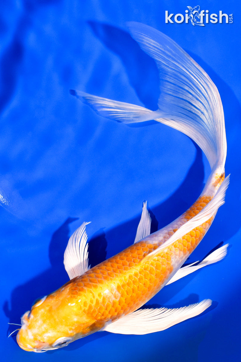 8.75" HARIWAKE BUTTERFLY