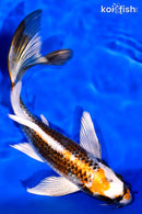 7.75" KUJAKU BUTTERFLY